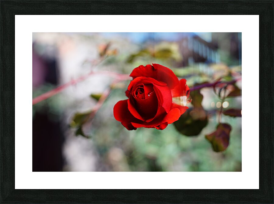  Fine Art print