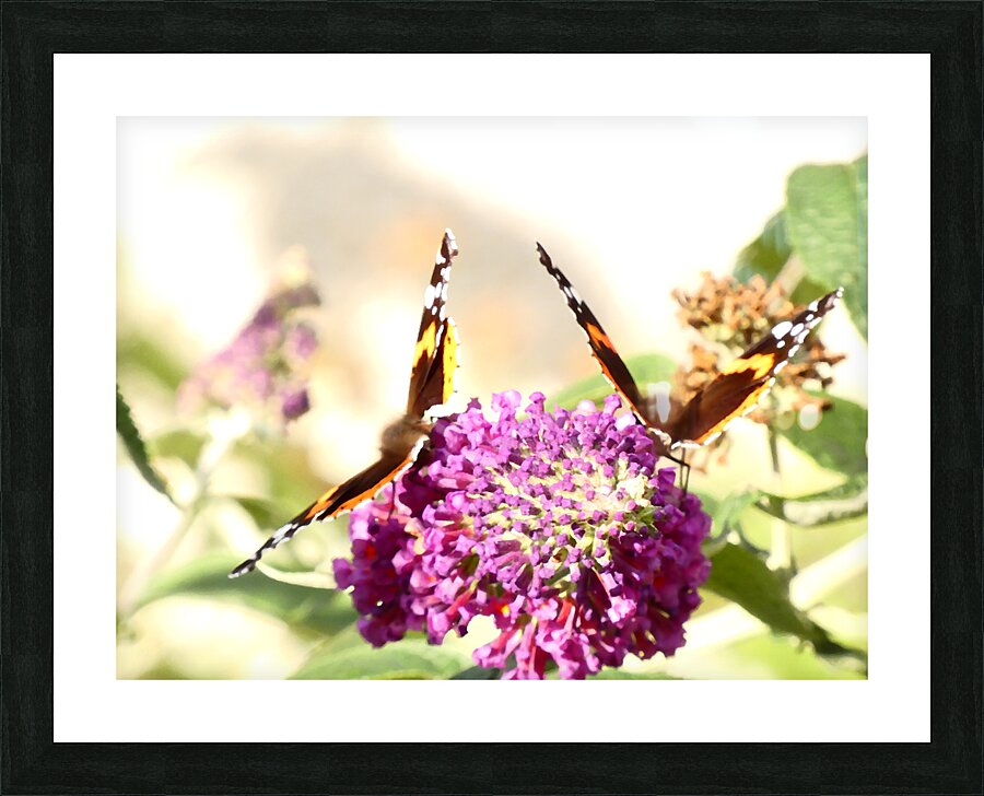 Two Butterflies on Buddleia Flowers Picture Frame print
