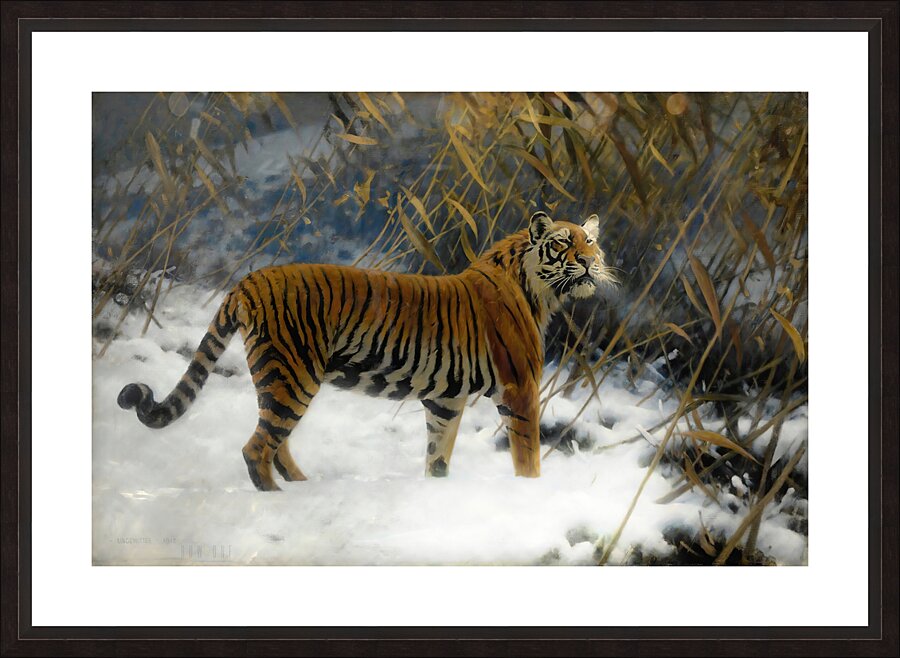 A Tiger Prowling In The Snow 1912  Picture Frame print