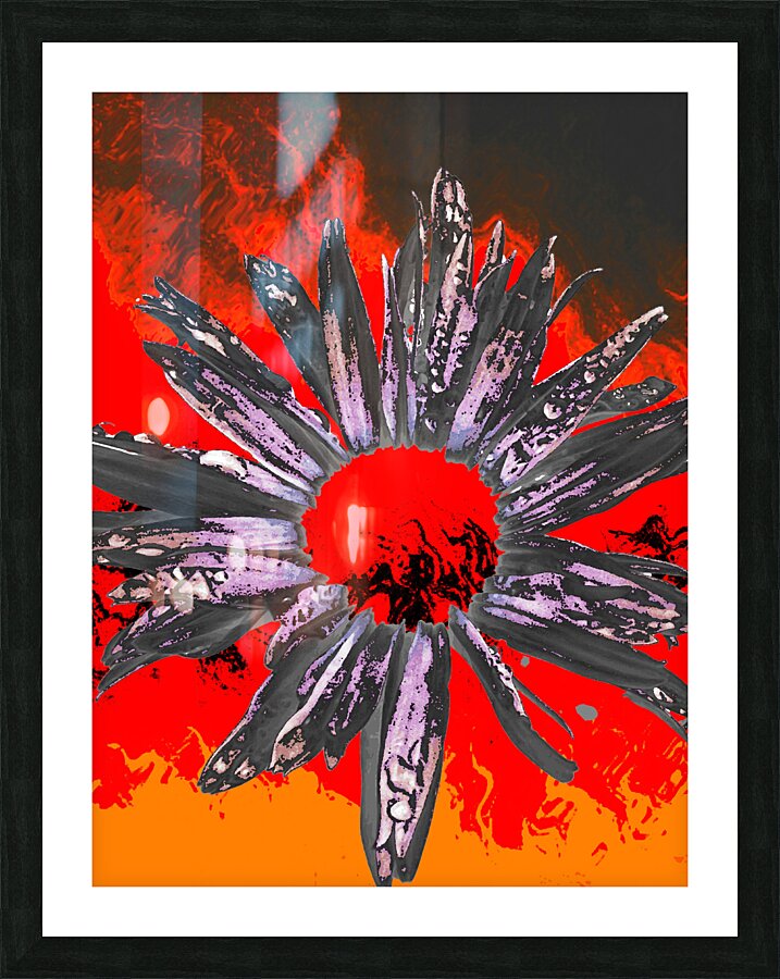 Abstract Fiery Daisy Flower Picture Frame print