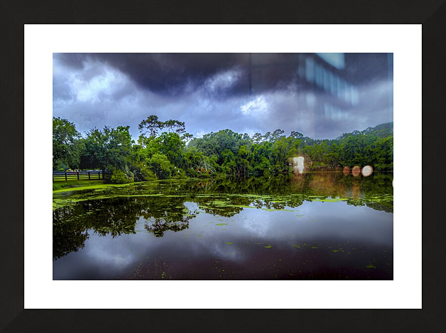 Sea Pines Rookery and Horse Farm Picture Frame print