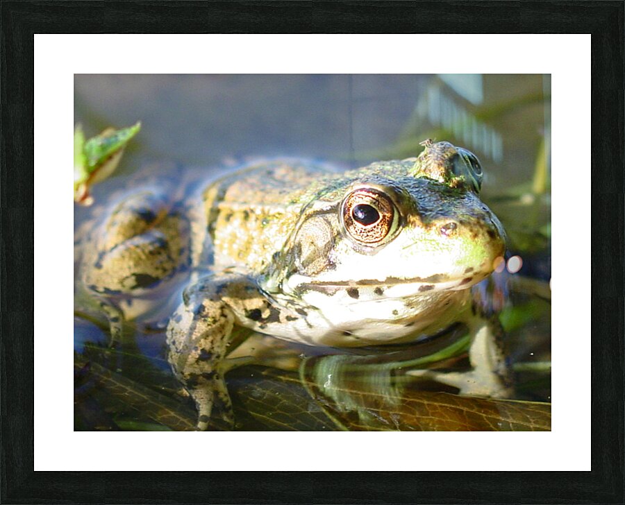  Fine Art print