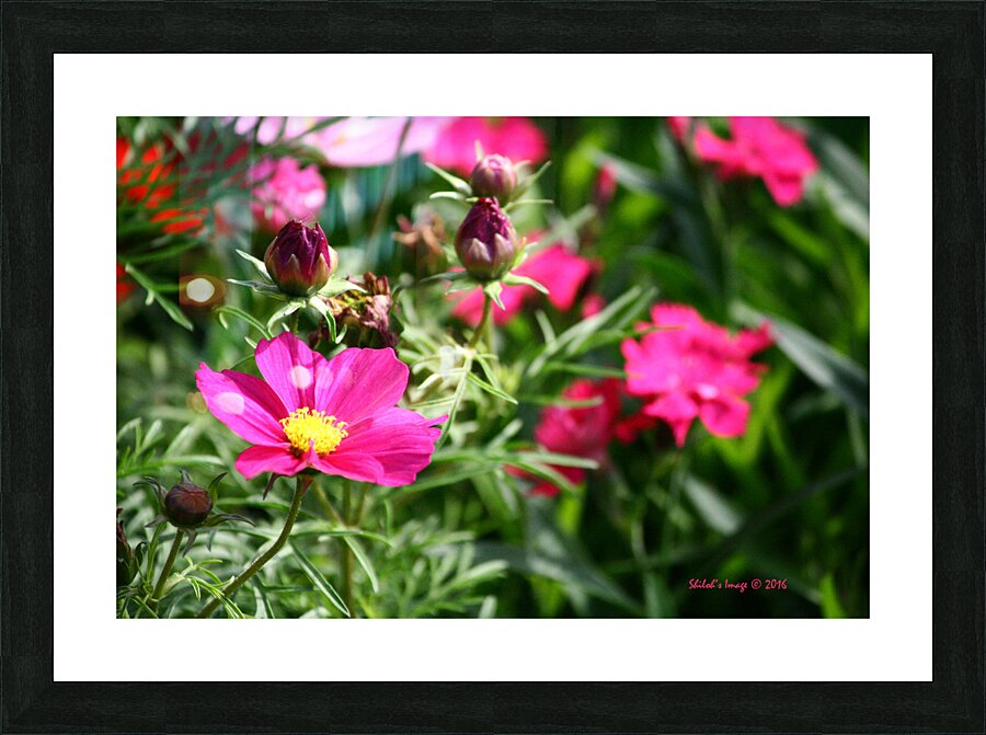  Fine Art print