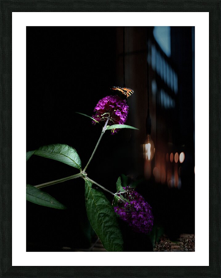 Butterfly in the Darkness Picture Frame print