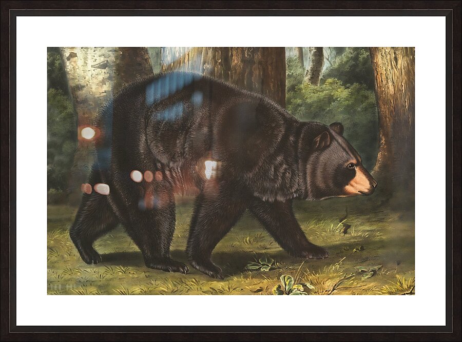 American Black Bear Picture Frame print
