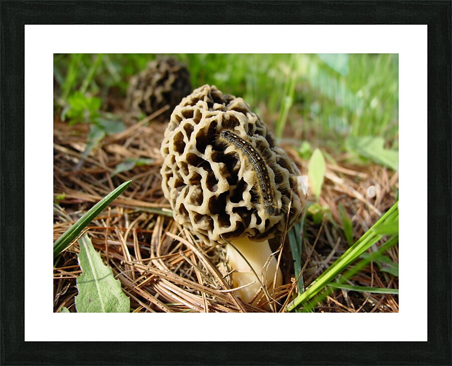  Fine Art print