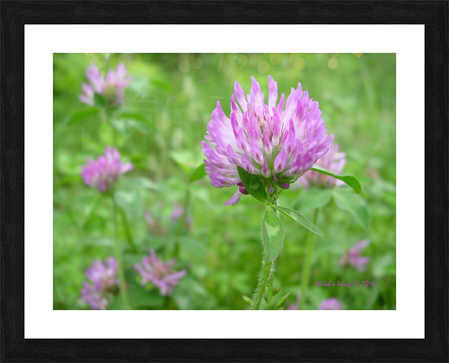  Fine Art print