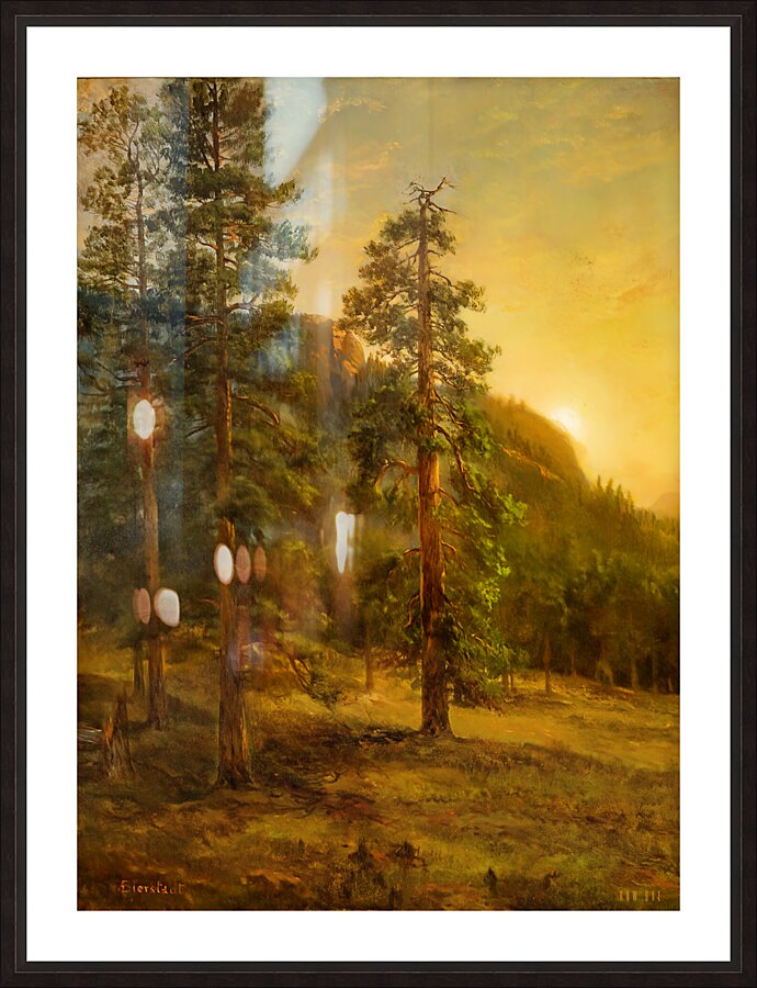 California Redwoods 1872  Picture Frame print