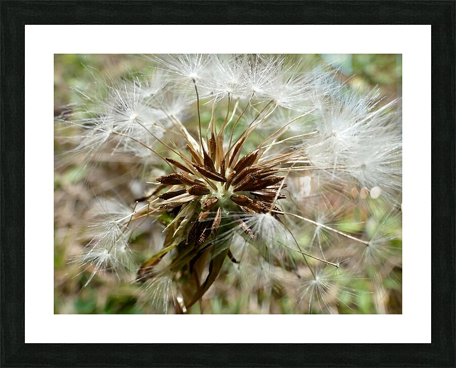 Dandelion Seeds Close Up Impressionistic Design   Picture Frame print