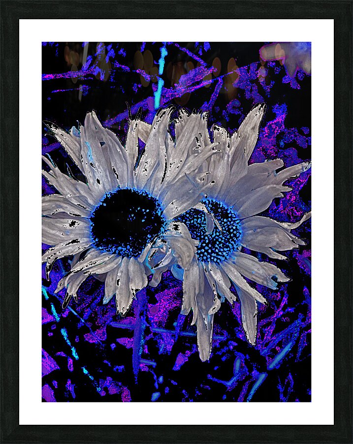 Abstract Daises Duo on an Abstract Background  Picture Frame print
