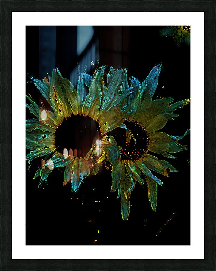 Abstract Daisy Duo on a Dark Background Picture Frame print