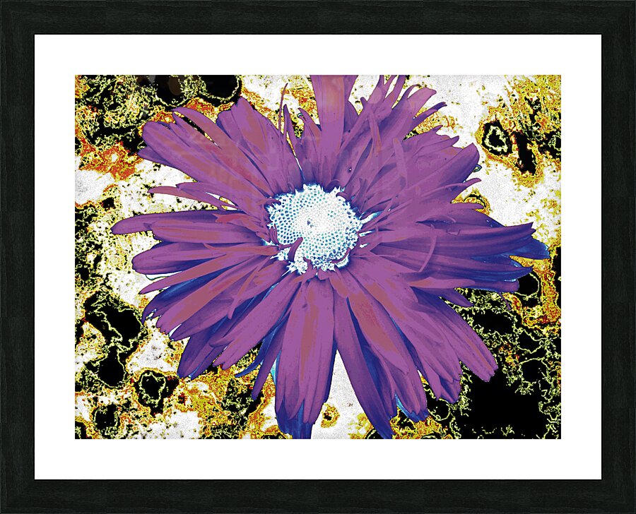 Abstract Purple Daisy Flower Picture Frame print
