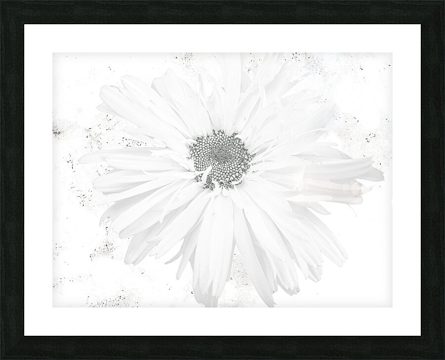 Abstract White Minimalist Daisy Picture Frame print