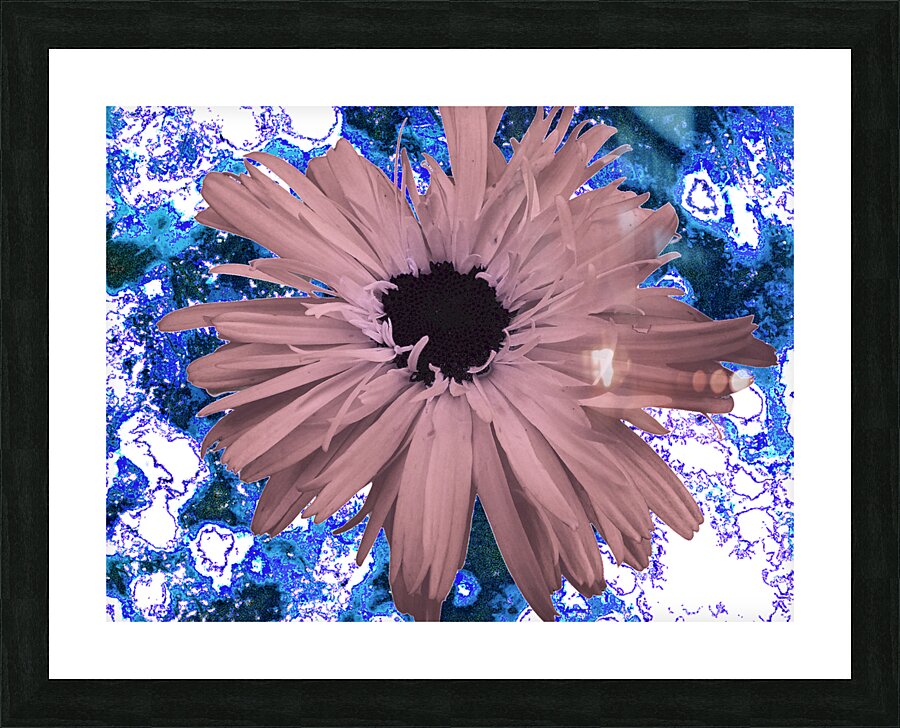 Abstract Pink Daisy Picture Frame print