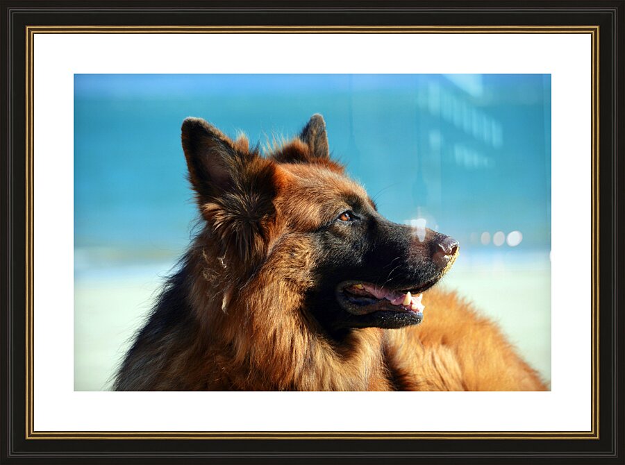 German Shepherd Dog Picture Frame print