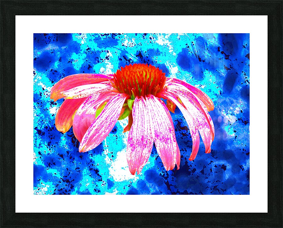 Abstract Pink Cone Flower on a Blue Abstract Background Picture Frame print