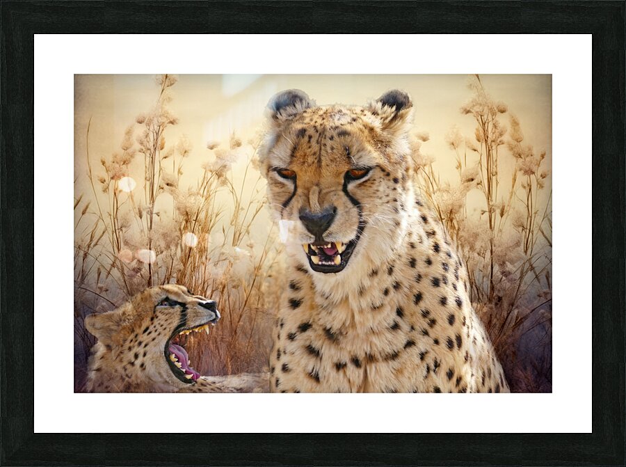 Cheetah Chat by Maureen Ravnik Picture Frame Printing