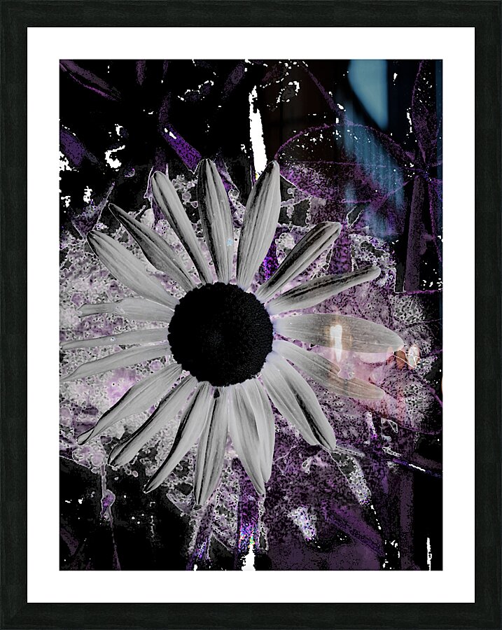 Abstract Dark Daisy Flower Picture Frame print