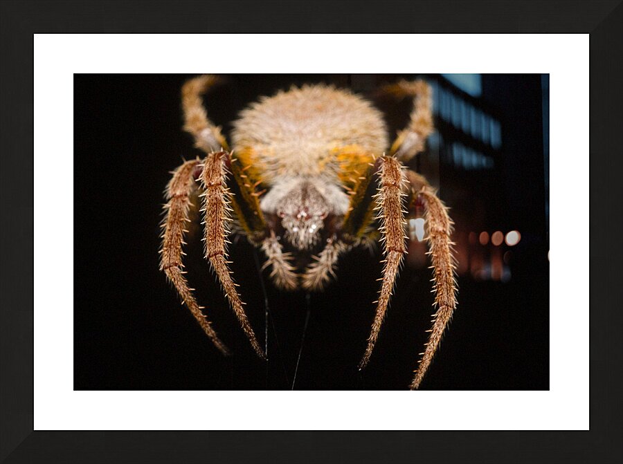 The Nocturnal Architect Picture Frame print