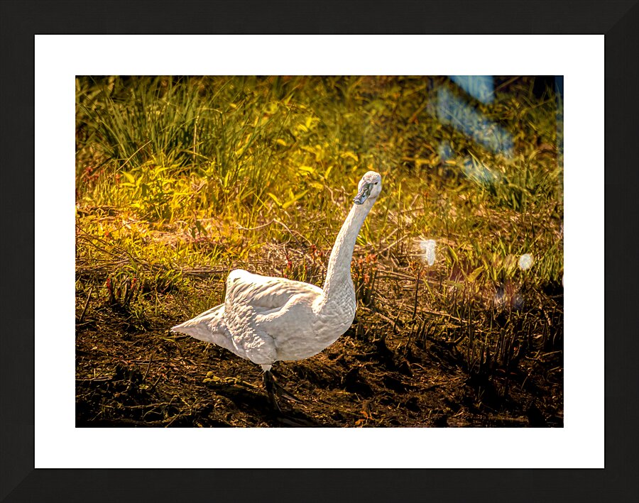 Tundra Swan Quizzical Face Picture Frame print