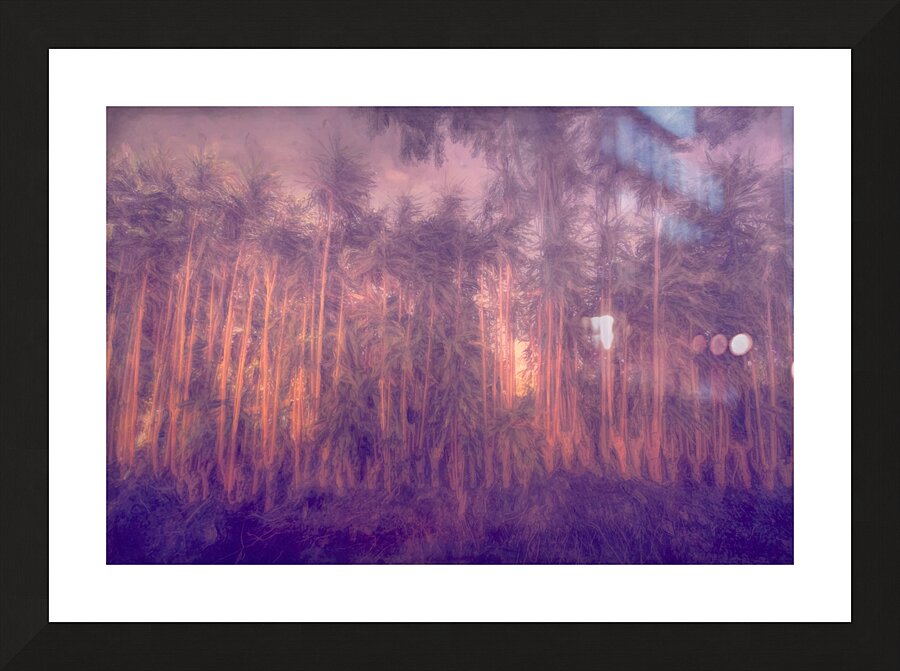 Costa Rica Tree Lineup Sunrise Abstract  Framed Print Print