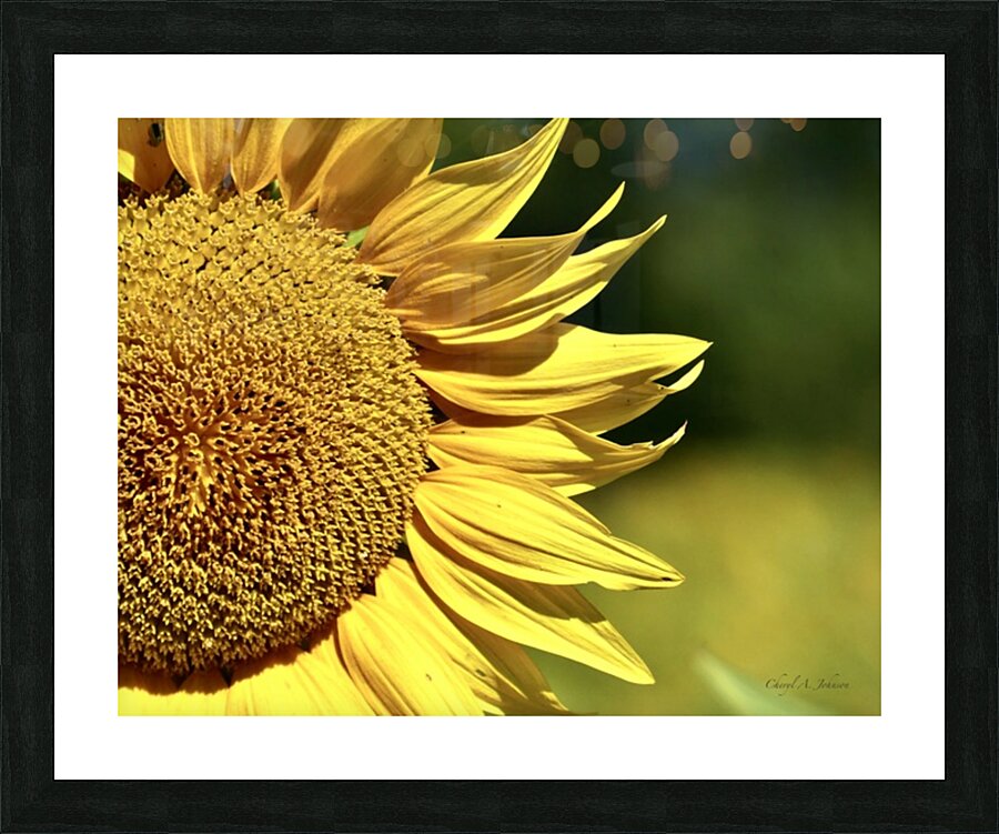 Sunflower ~ closeup Picture Frame print