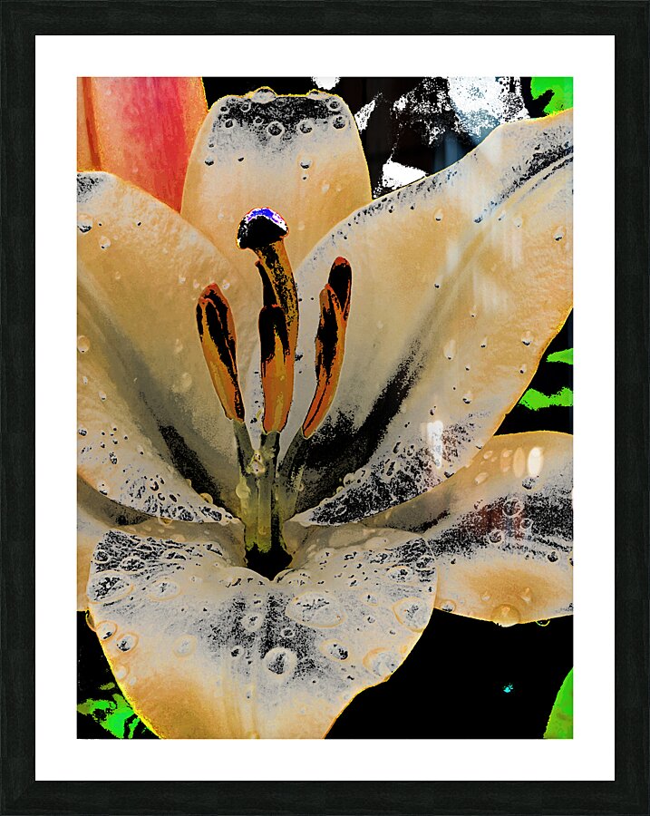 Abstract Contrasting Lily Flower Picture Frame print