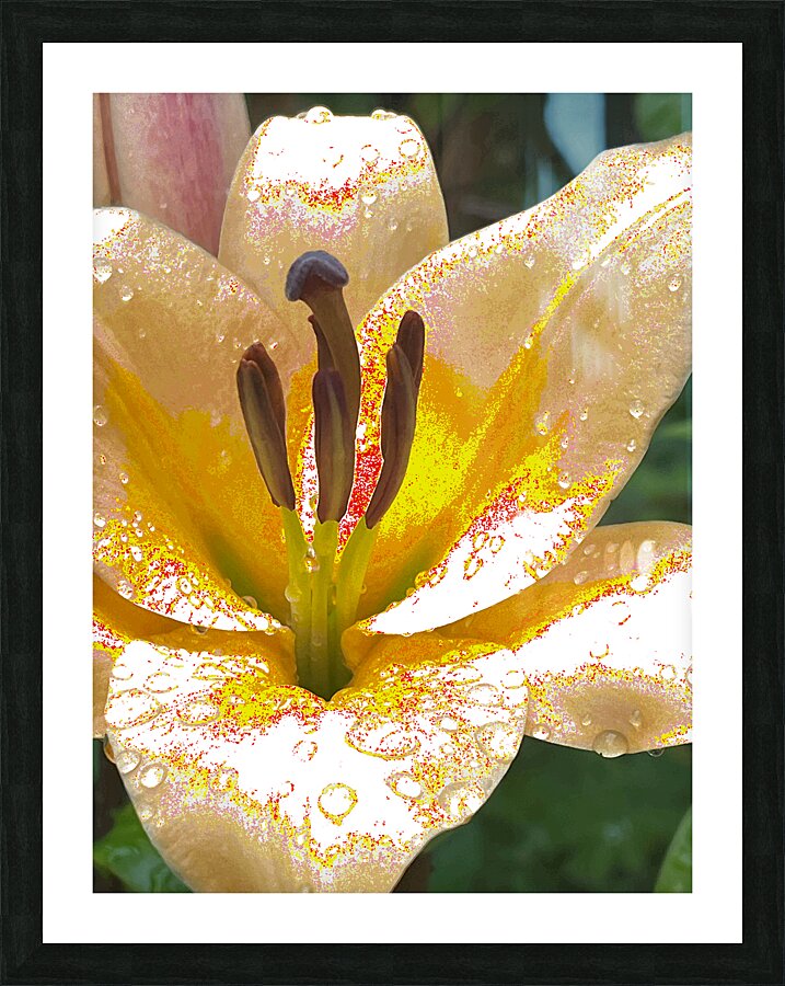 Abstract Vibrant Dew Drop Lily Flower Picture Frame print
