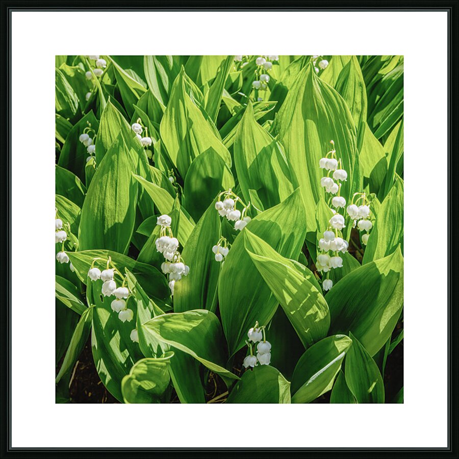 Lilly of the Valley  Picture Frame print