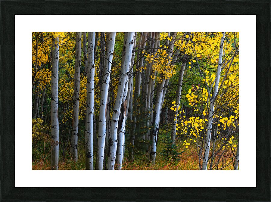 Roosevelt National Forest Wilderness Wonderland Picture Frame print