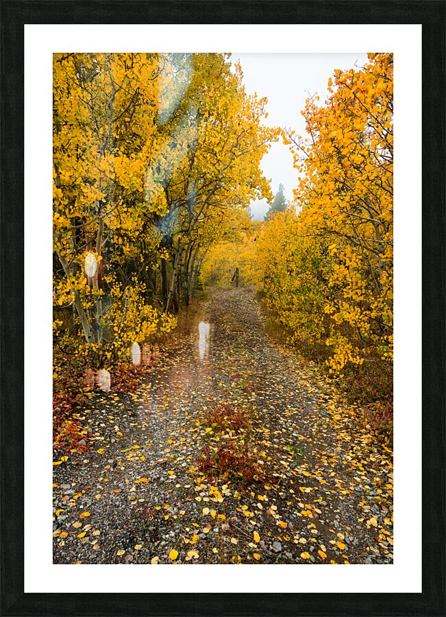 Inviting Autumn Hiking Trail Picture Frame print