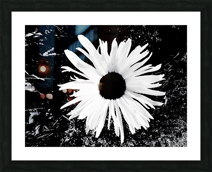 Abstract Black and White Daisy Picture Frame print