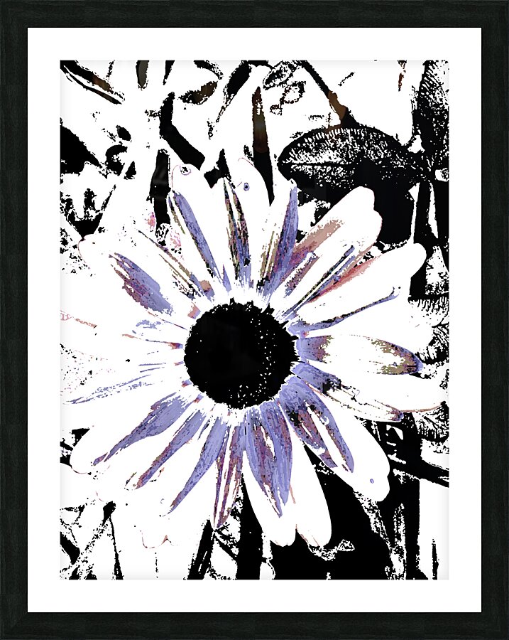 Abstract Large Blooming Daisy  Picture Frame print