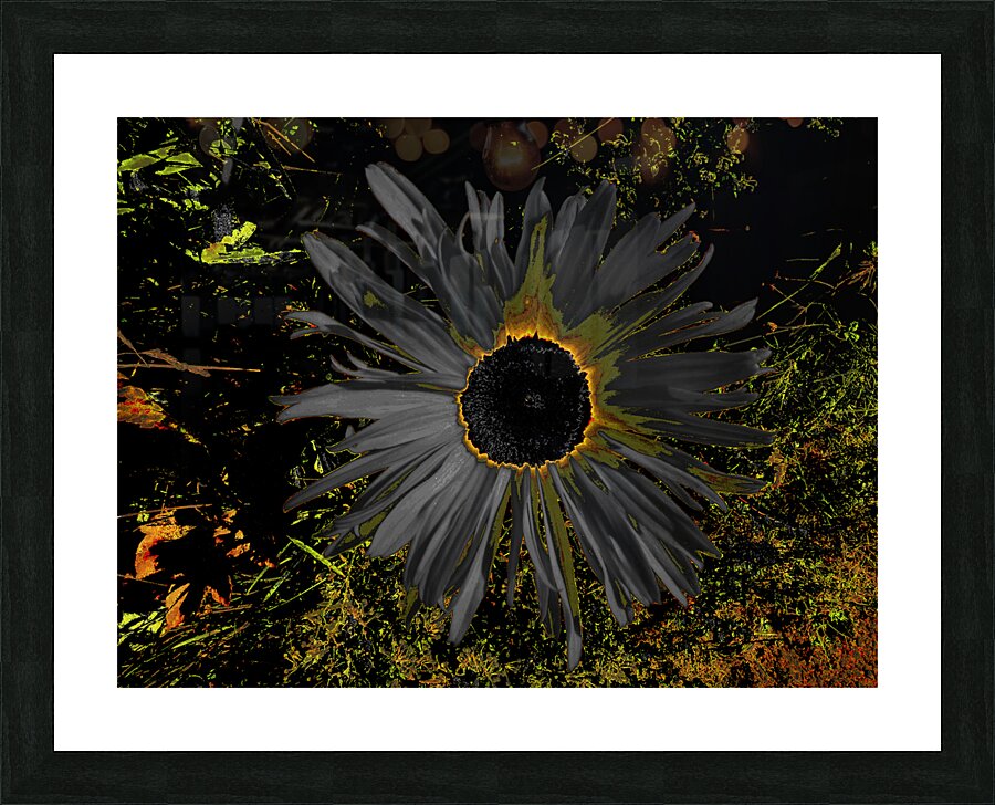 Abstract Dark Daisy Yellow Centre Picture Frame print