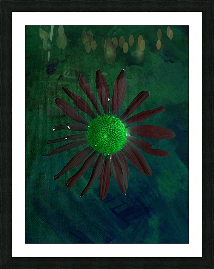 Abstract Contrasting Daisy Too  Picture Frame print