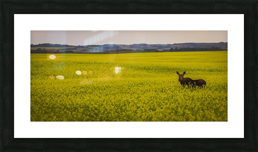Moose in the canola Picture Frame print