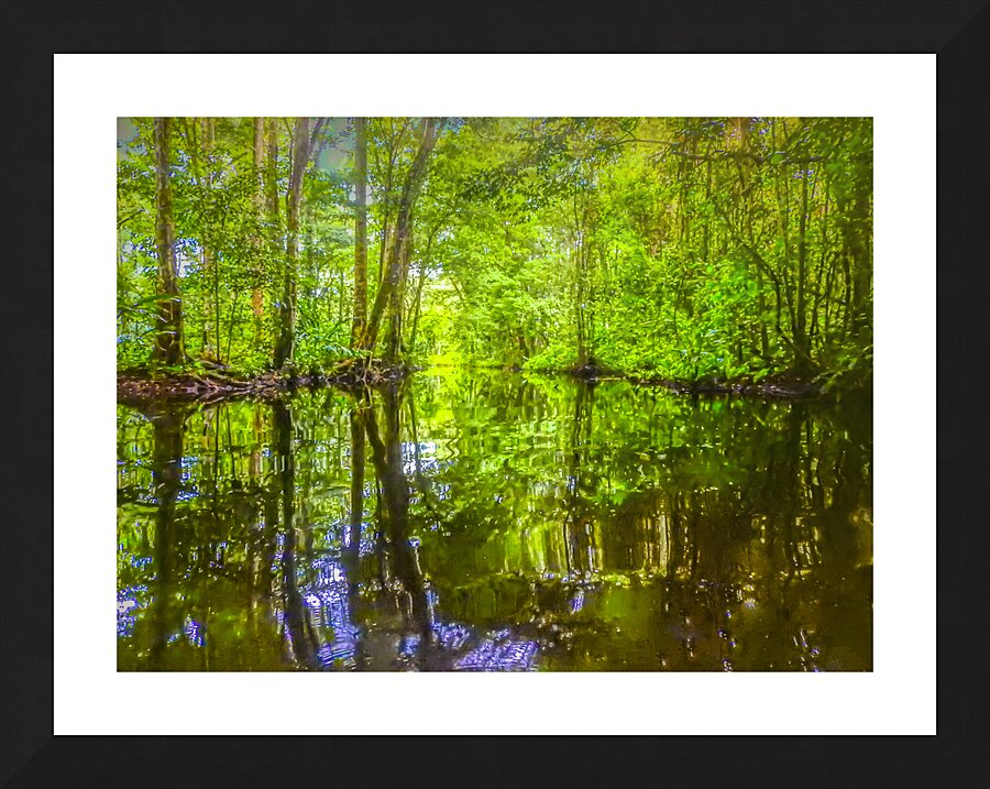 Costa Rica Mangrove Forest  Framed Print Print