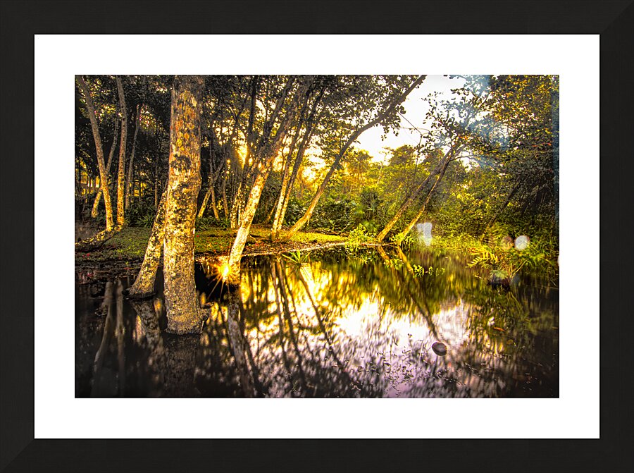Playa Grande en Cahuita Beach Wetlands  Framed Print Print