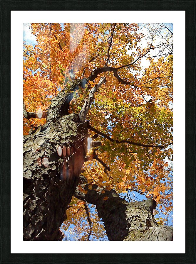  Fine Art print