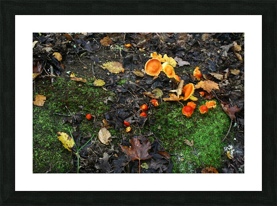  Fine Art print