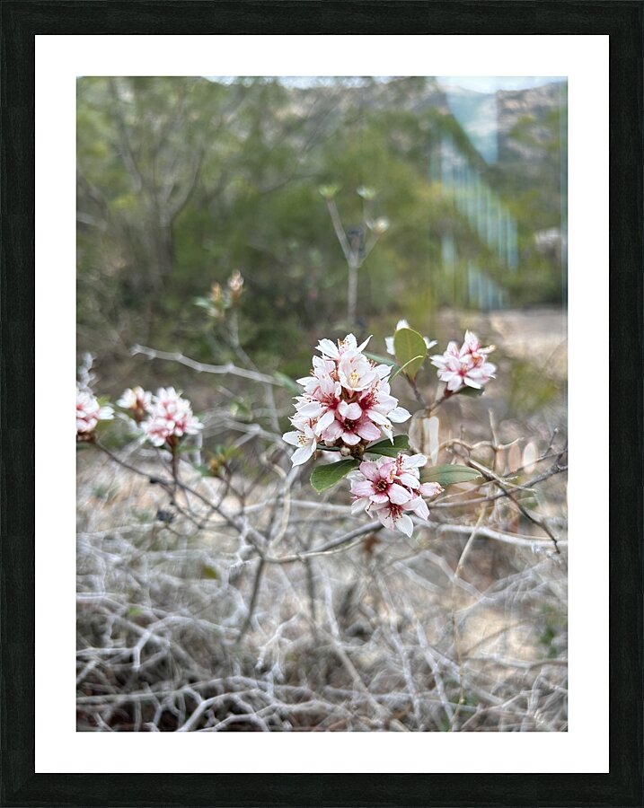 Resilience in Bloom A Pink Flower on Withered Branches Picture Frame print