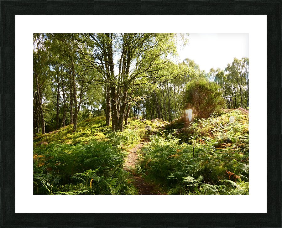 Lush Nature in the Scottish Highlands Picture Frame print
