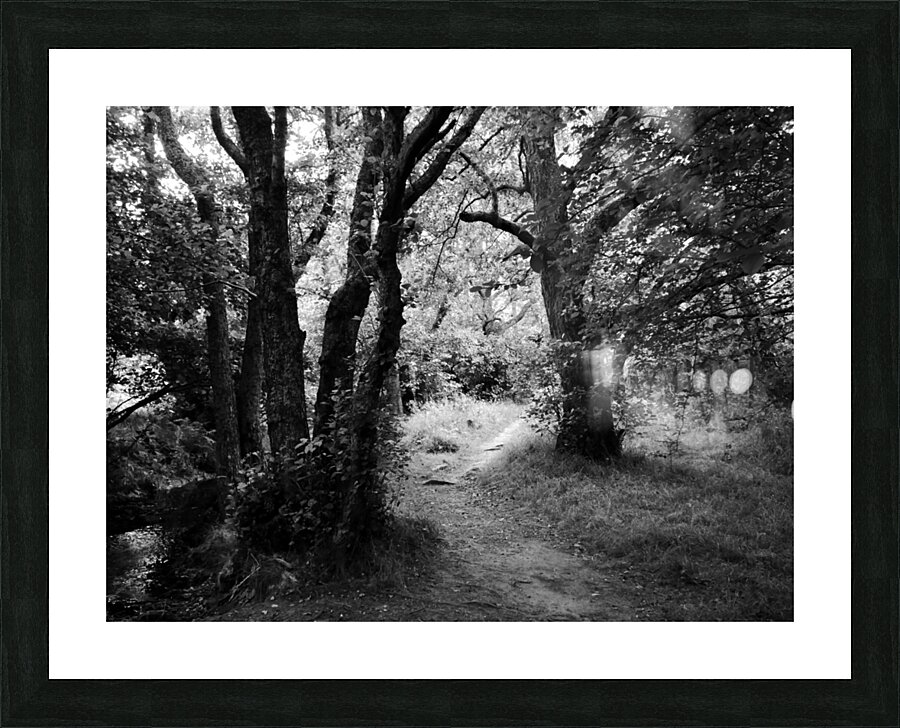 Dark Forest of the Scottish Highlands  Picture Frame print