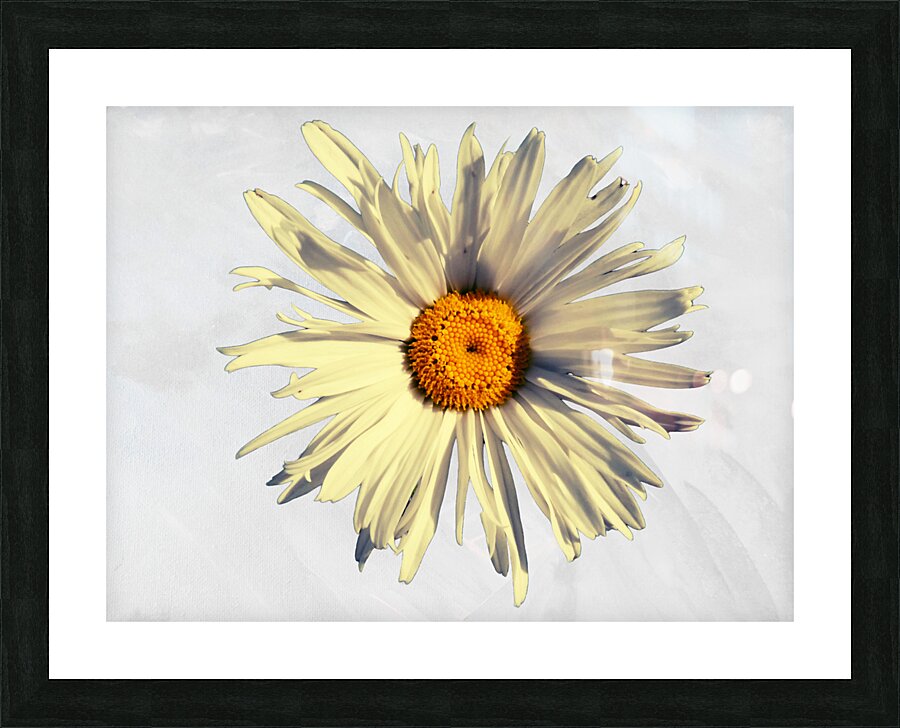Abstract Calming Daisy Flower Picture Frame print