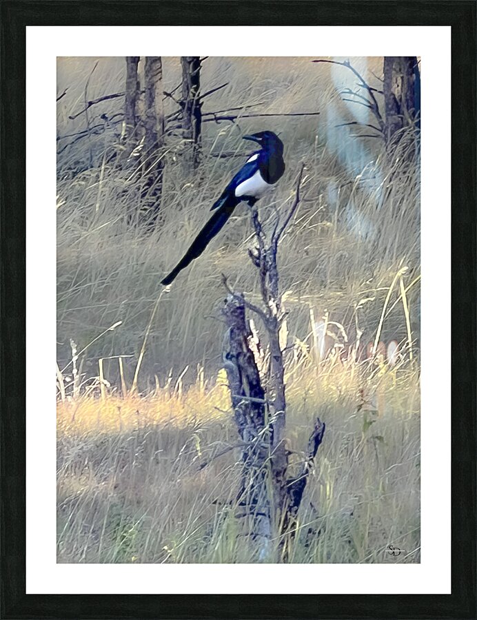 Magpie Picture Frame print