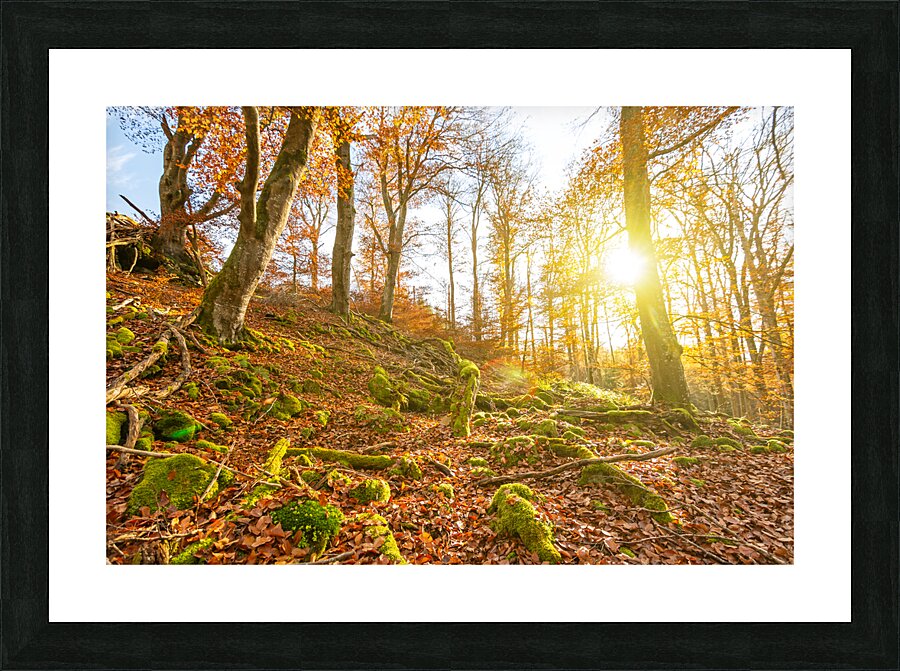 Sun rays in the autumnal forest Picture Frame print