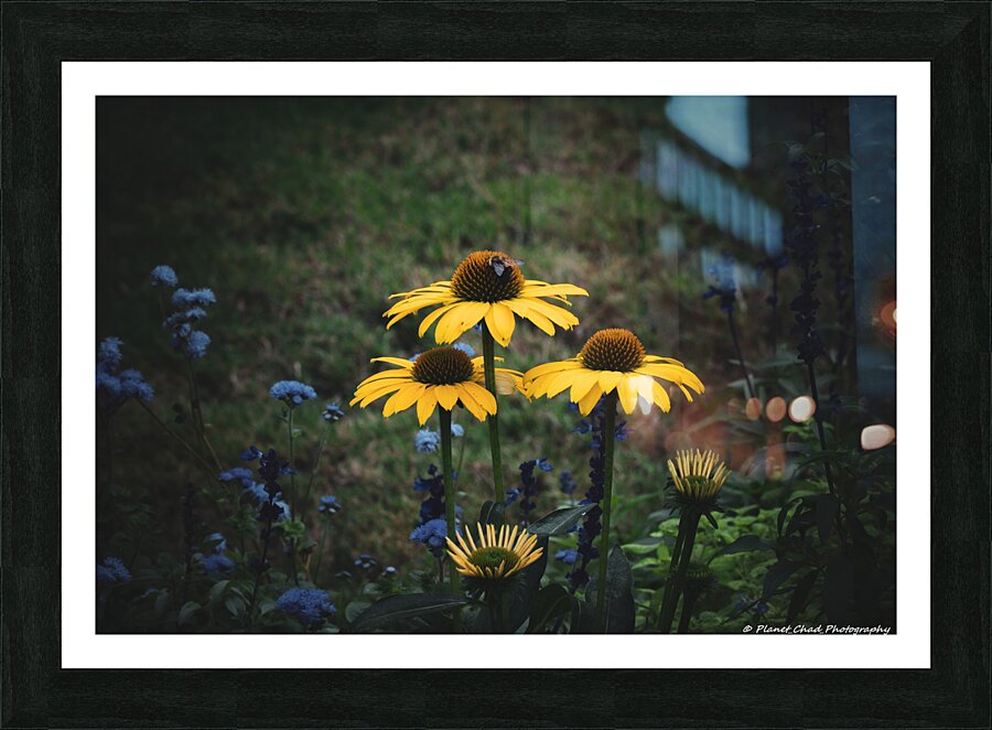 Yellow Coneflower Trio  Framed Print Print