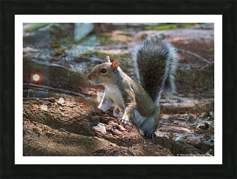 Curious Squirrel  Framed Print Print