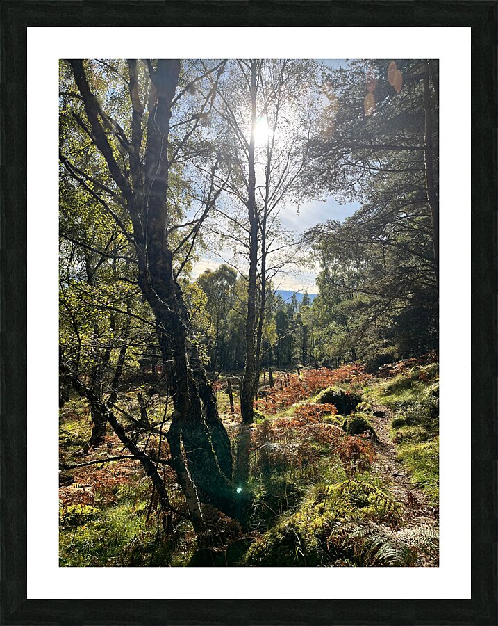 Forest Autumnal Sunlight in the Scottish Highlands Picture Frame print
