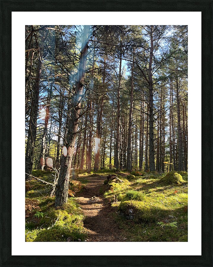 Autumnal Nature Walk through the Scottish Highlands  Picture Frame print